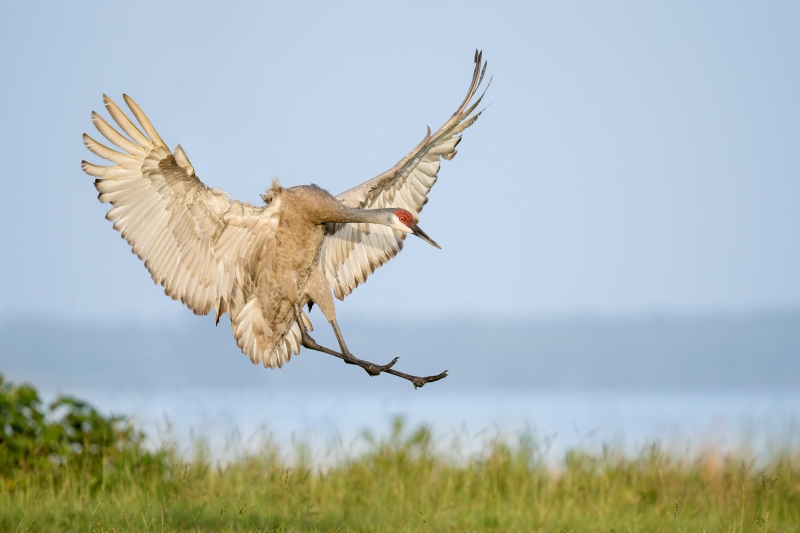 Sandhill-Crane-3200-adult-landing-_DSC7538-Indian-Lake-Estates-FL