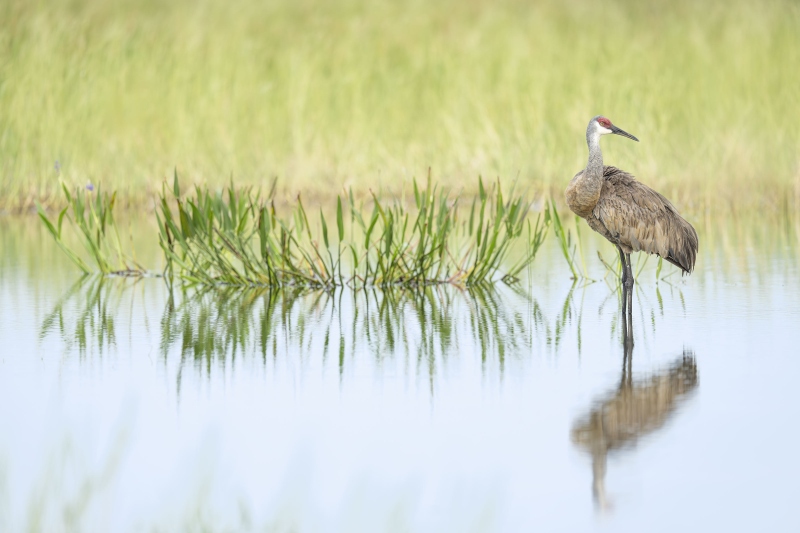 Sandhill-Crane-3200-and-stand-of-pickerelweed-_DSC4852-Indian-Lake-Estates-FL