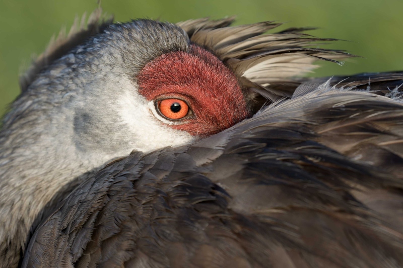 Sandhill-Crane-3200-resting-tight-portrait-_DSC8359-Indian-Lake-Estates-FL
