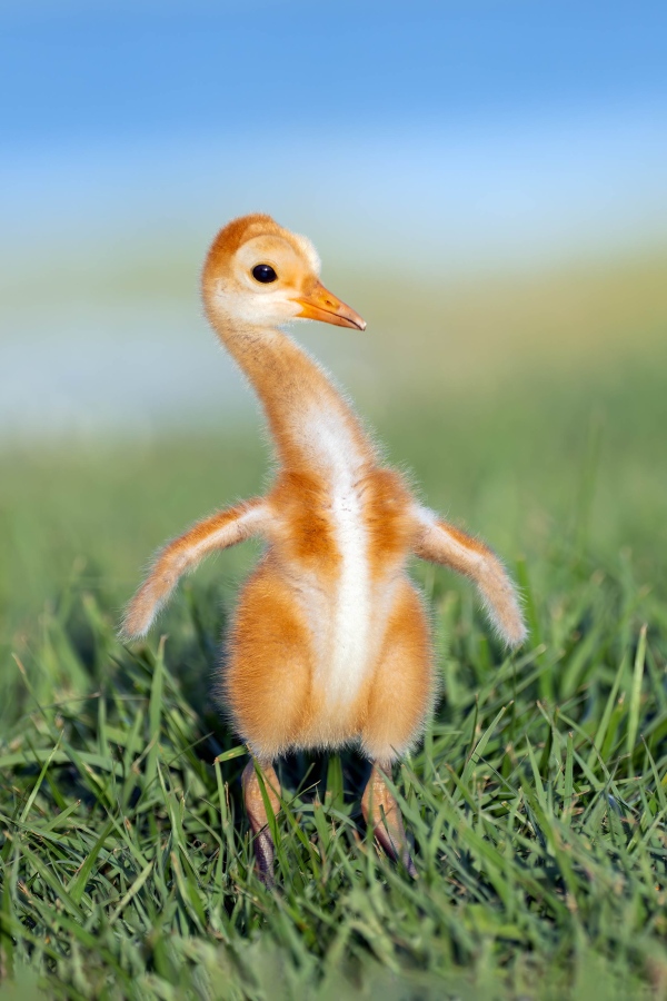 Sandhill-Crane-3200A-chick-flapping-wing-stubs-_7R40789-Indian-Lake-Estates-FL