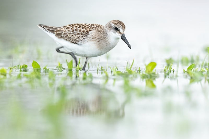 Semipalmated-Sandpiper-3200-foraging-juvenile-_DSC5761-Nickerson-Beach-Park-Lideo-Beach-LI-NY