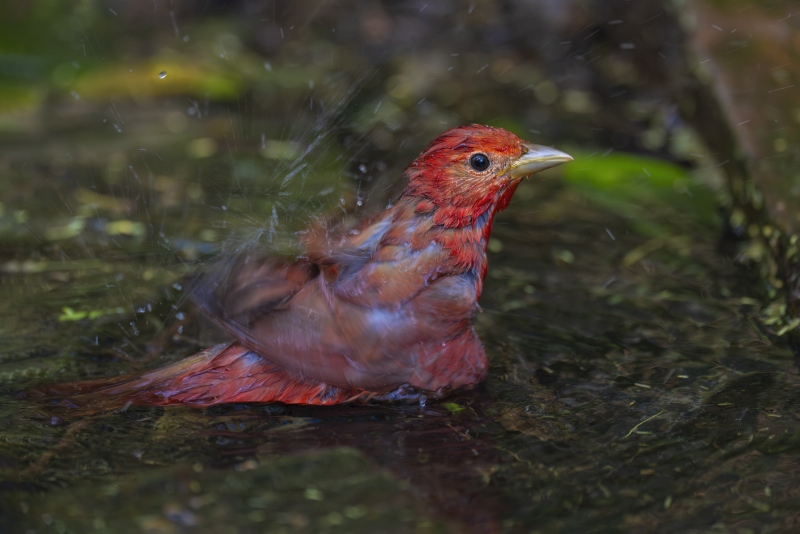 Summer-Tanager-3200-male-bathing-_DSC2301-South-Padre-Island-TX