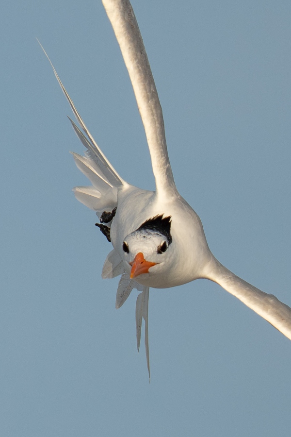 TIGHT-Royal-Tern-SUP-RES-vertical-_DSC4894-Huguenot-Memorial-Park-Jacksonville-FL-2