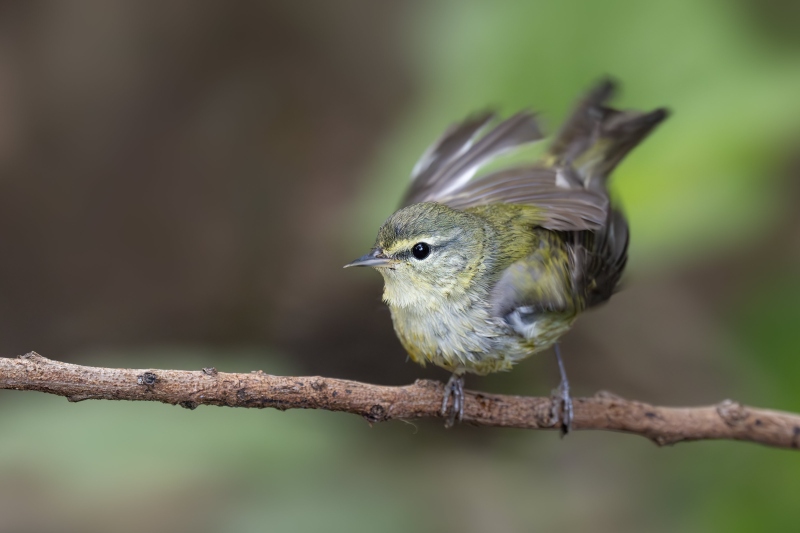 Tennessee-Warbler-3200-ruffling-after-bath-_DSC4628-South-Padre-Island-TX