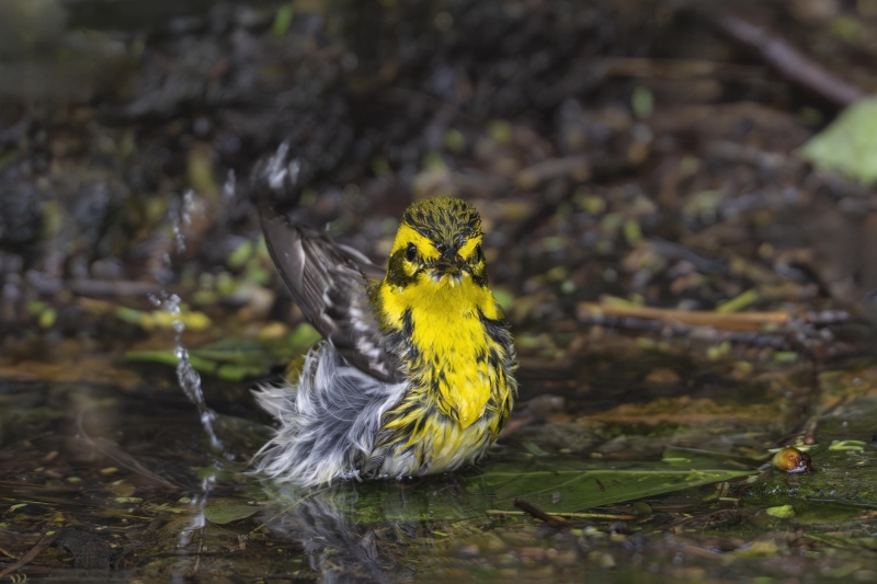 Townsends-Warbler-3200-female-bathing-_DSC0912-South-Padre-Island-TX