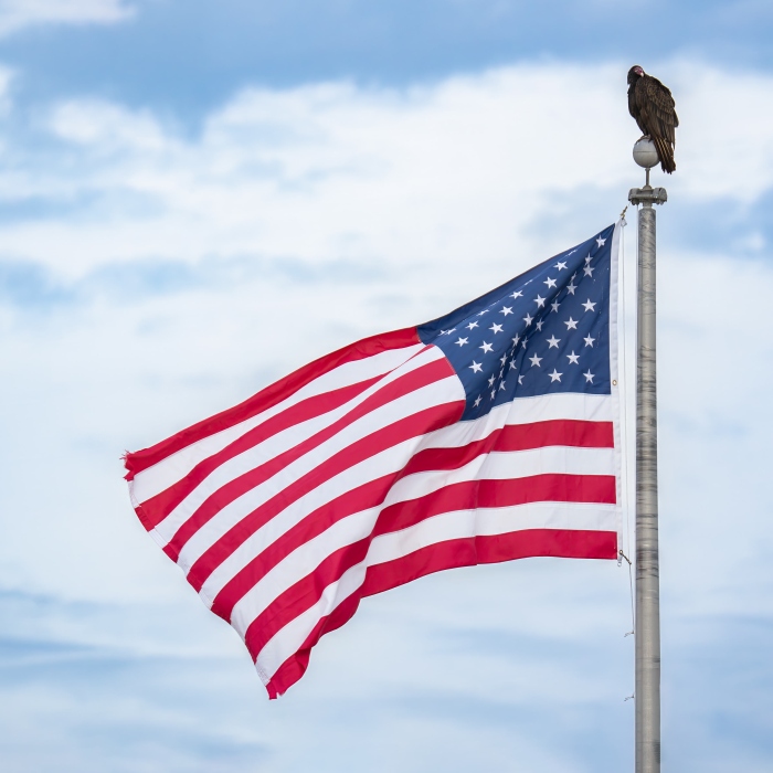 Turkey-Vulture-3200-on-flagpole-with-American-flag-_A1G1503-Indian-Lake-Estates-FL