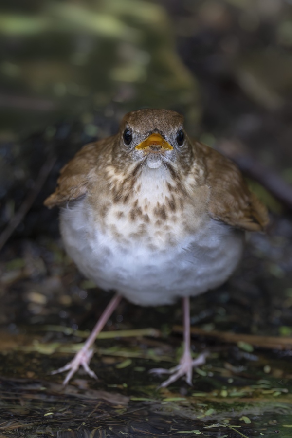 Veery-3200-with-drop-of-water-on-lower-mandible-after-drinking-_DSC2441-South-Padre-Island-TX
