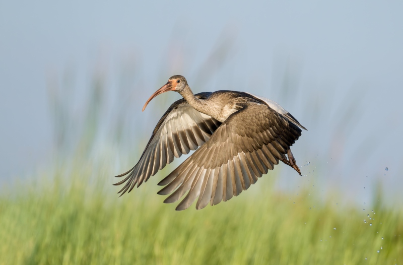White-Ibis-j-3200-uvenile-taking-flight-_DSC0017-Indian-Lake-Estates-FL
