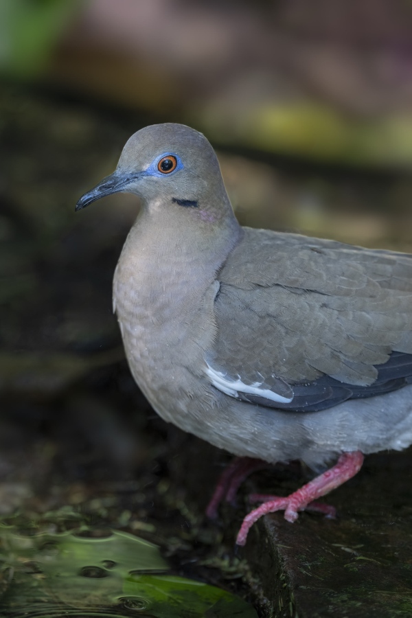 White-winged-Dove-3200-_DSC3615-South-Padre-Island-TX