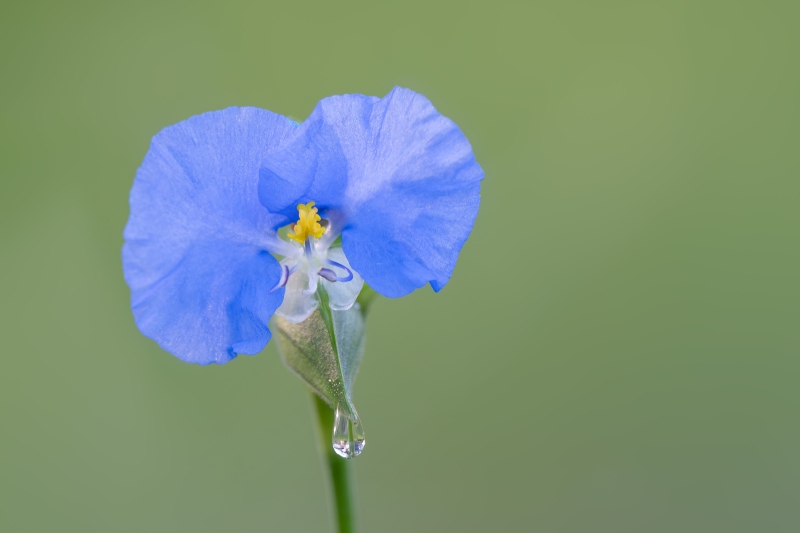 Whitemouth-Day-Flower-3200-_DSC4682-Indian-Lake-Estates-FL