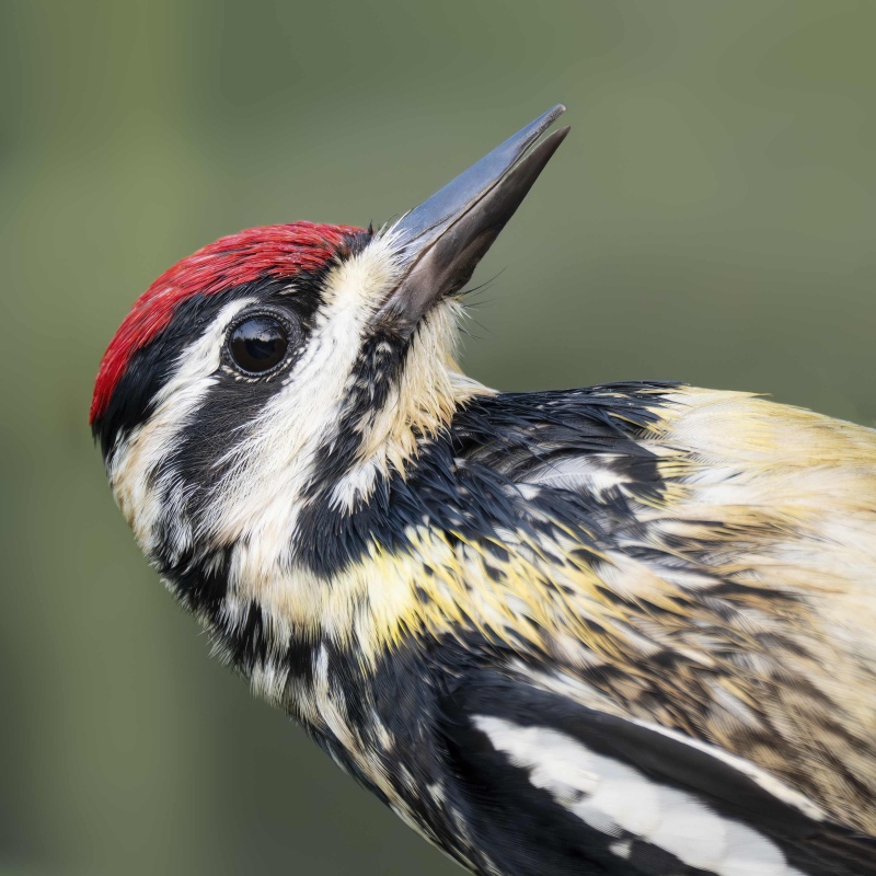 Yellow-bellied-Sapsucker-tight-square-_DSC7909-South-Padre-Island-TX-