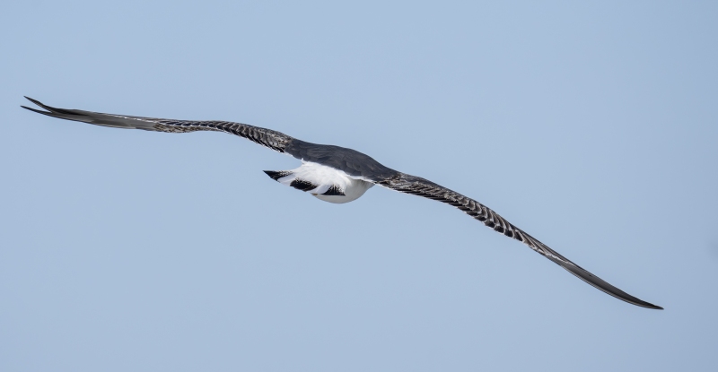 large-black-backed-gull-3200-_DSC3371-Nickerson-Beach-Long-Island-NY