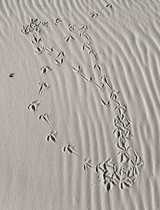 oystercatcher-footprints-3200-in-sand-IMG_0407