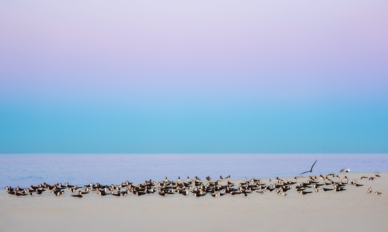 skimmer-flock-3200-in-predawn-light-_DSC6494-Nickerson-Beach-Park-Lideo-Beach-LI-NY