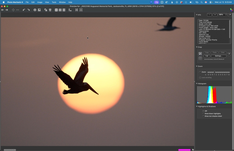 sunball-ORIG-pelican