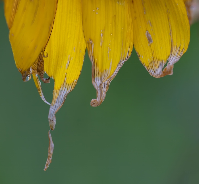 sunflower-3000-spent-petals-_DSC2715-Lido-Beach-LI-NY