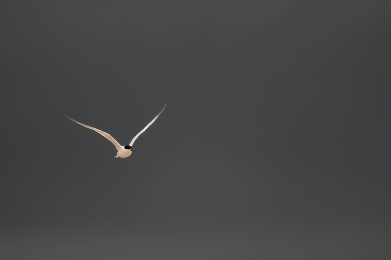tern-3200-against-black-storm-cloud-_DSC5660-Nickerson-Beach-Park-Lideo-Beach-LI-NY