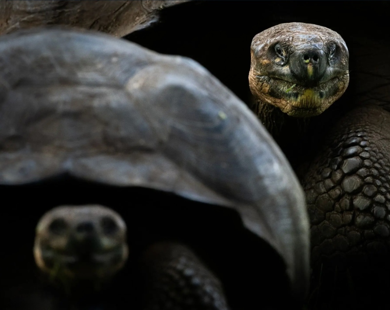 tortoise
