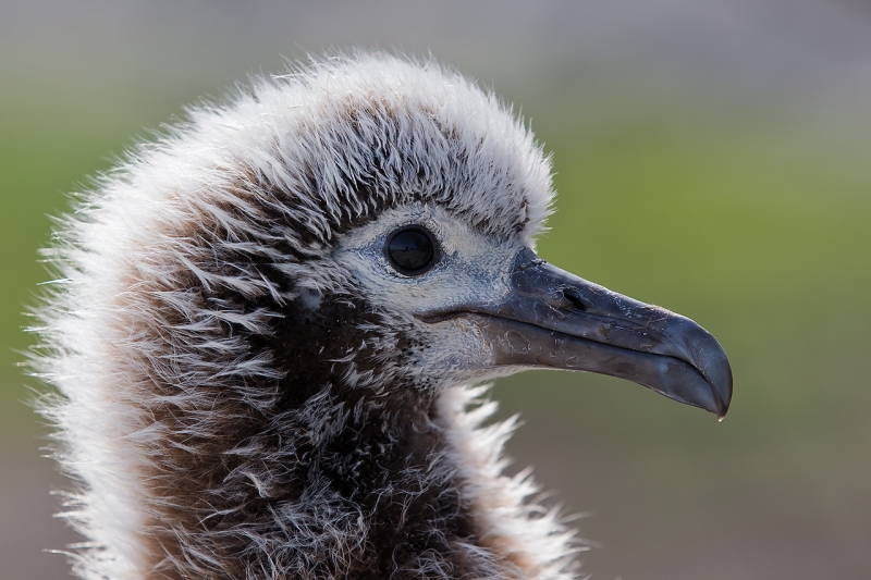 laysan-albatross-large-chick-head-portrait-backlit-_w3c8021-sand-island-midway-nwr_0