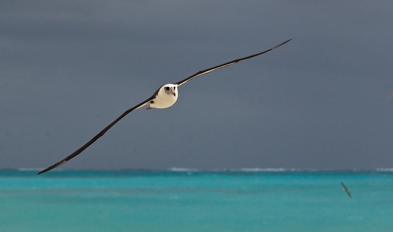 laysan-albatross-over-lagoon-w-stormy-sky-_y9c9793-midway-atoll-nwr