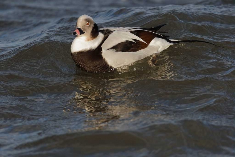 09u0615-barnegat-jetty-nj