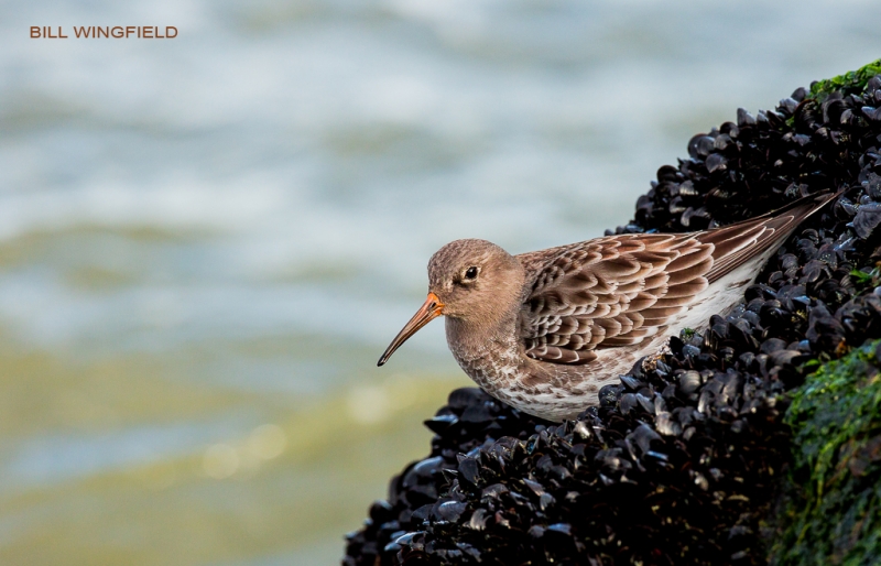 barnegat-jetty-1-of-1_0