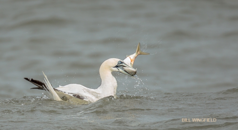 bill-wing-gannet