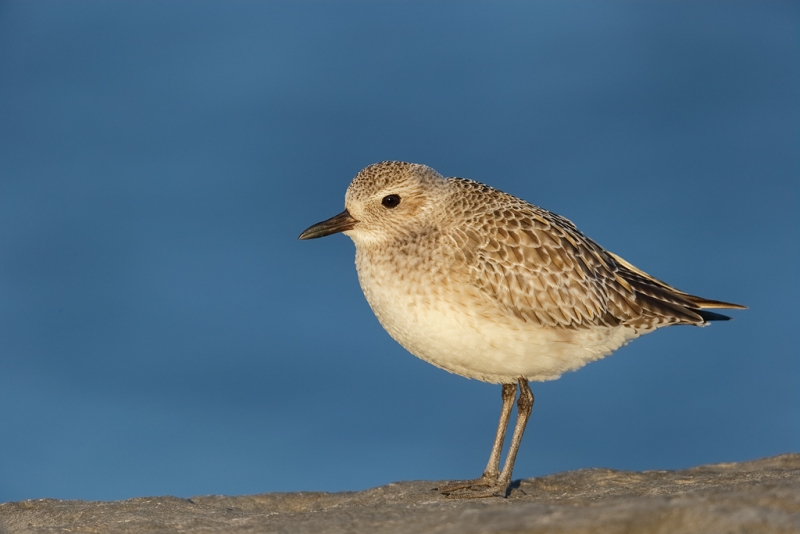 black-bellied-plover-winter-plumage-_09u0690-barnegat-jetty-nj