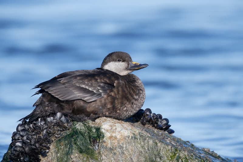 black-scoter-female-on-rock-head-up-_q8r4611-barnegat-jetty-nj