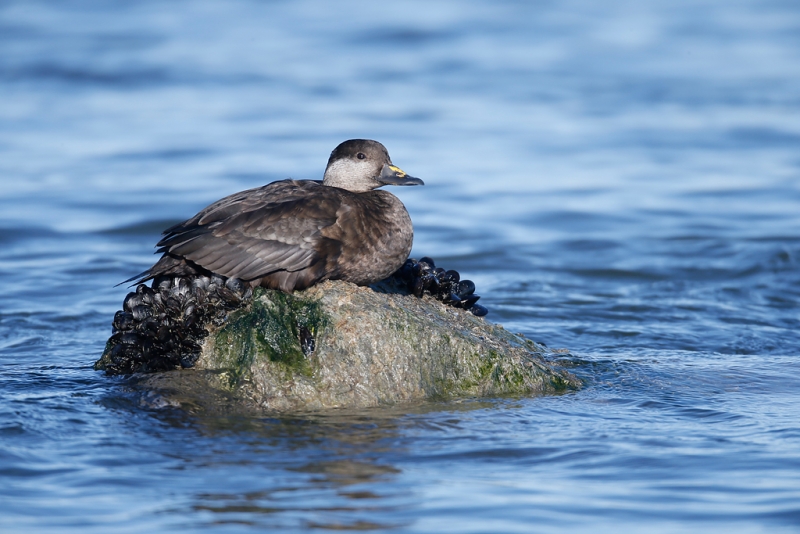 black-scoter-hen-on-rock-1120mm-_q8r4673-barnegat-jetty-nj