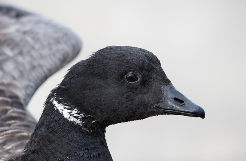 brant-flapping-head-portrait-_09u9432-barnegat-jetty-nj