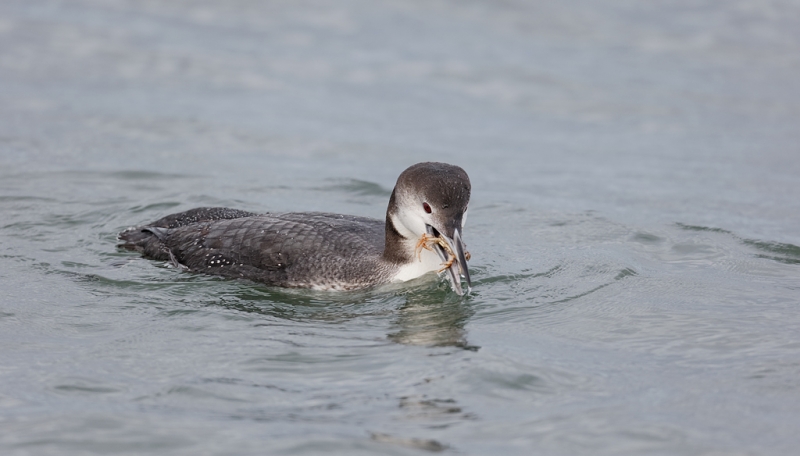 common-loon-w-crab-prey-bpn-_09u9493-barnegat-jetty-nj