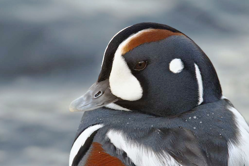 harlequin-duck-drake-head-portrait-_y9c1643-barnegat-jetty-barnegat-light-nj_1