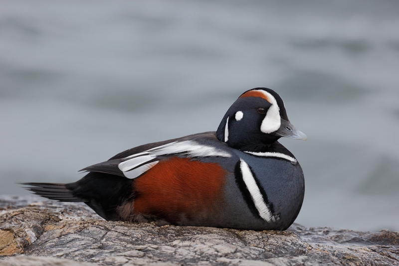 harlequin-duck-drake-resting-on-rock-_09u9477-barnegat-jetty-nj