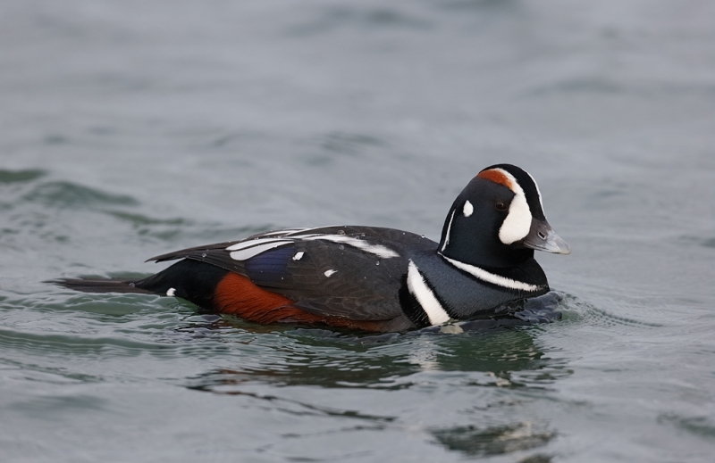 harlequin-duck-drake-swimming-_09u9546-barnegat-jetty-nj