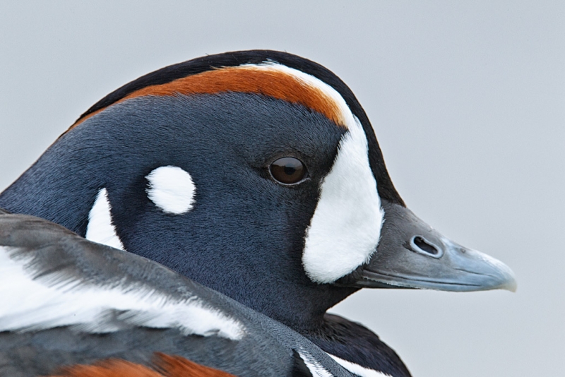 harlequin-duck-head-portrait-1120mm-1-8-sec-_y9c2069-barnegat-jetty-barnegat-light-nj