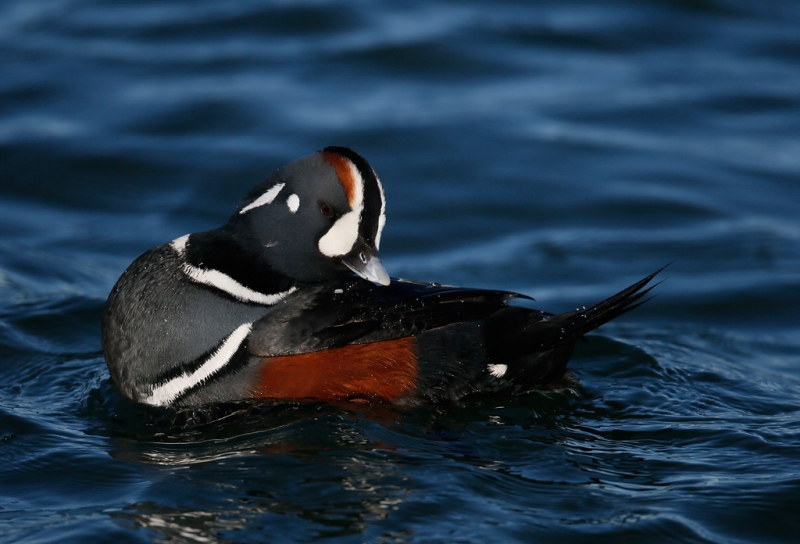 harlequin-duck-preening-drake-_q8r0580-barnegat-jetty-nj