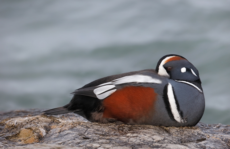 harlequin-duck-sleeping-bkgr-lightened-with-viveza-_09u9454-barnegat-jetty-nj