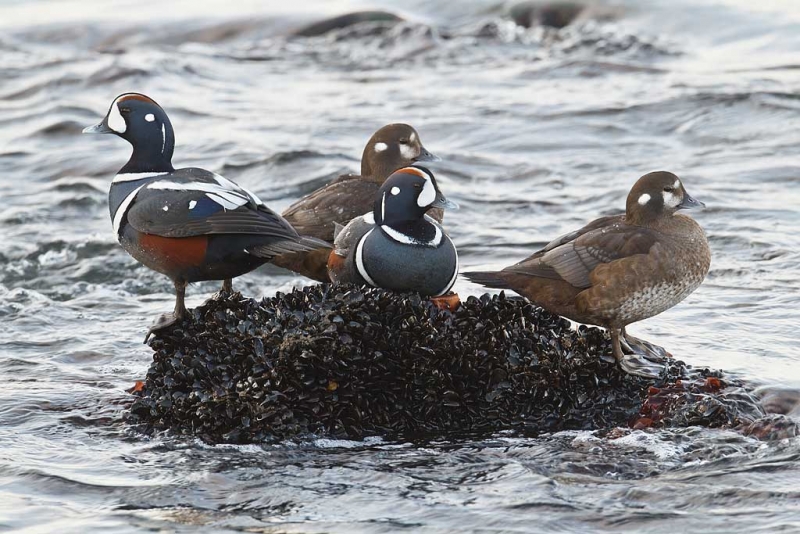 harlequin-duck-two-pair-on-rock-_y9c1550-barnegat-jetty-barnegat-light-nj