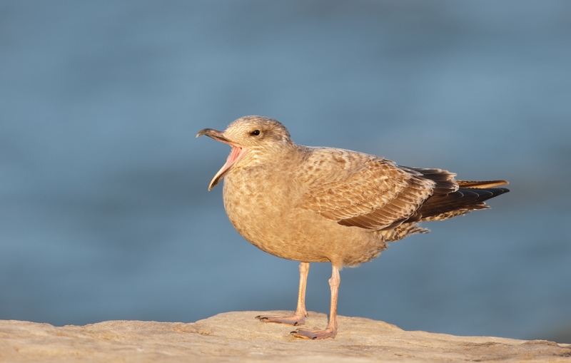 herring-gull-first-winter-plumage-beginning-yawn-_09u0725-barnegat-jetty-nj