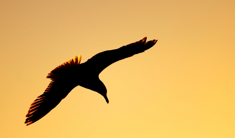 herring-gull-sunrise-_q8r4269-barnegat-jetty-nj