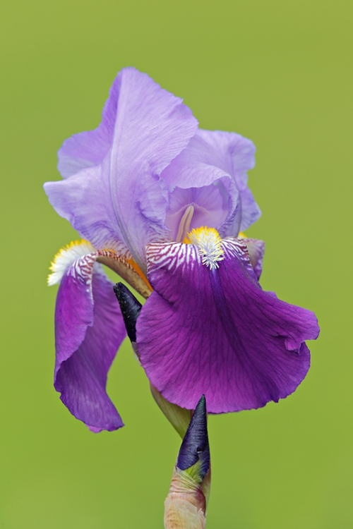 iris-_a1c2063-presby-gardens-upper-montclair-nj