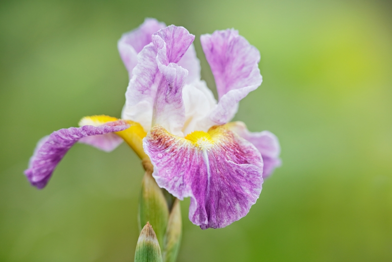 iris-_a1c2231-presby-gardens-upper-montclair-nj