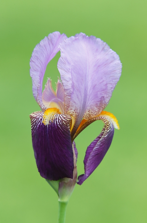 iris-_a1c2258-presby-gardens-upper-montclair-nj