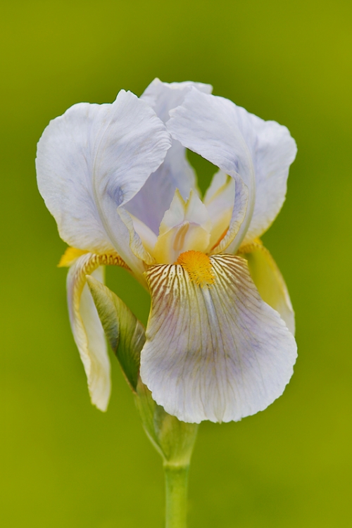 iris-flower-_a1c2091-presby-gardens-upper-montclair-nj