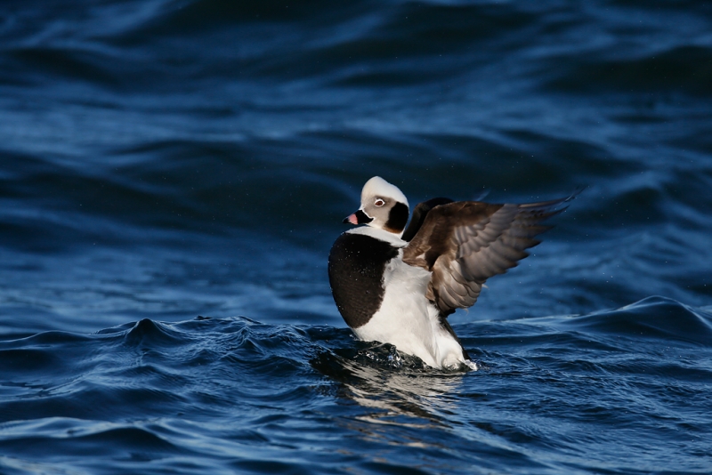 long-tailed-duck-drake-flapping-_q8r0610-barnegat-jetty-nj