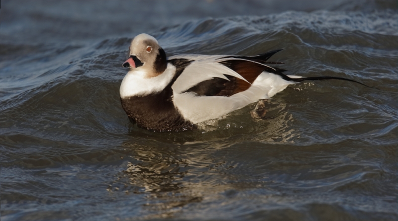 long-tailed-duck-drake-swimming-layers-_09u0615-barnegat-jetty-nj