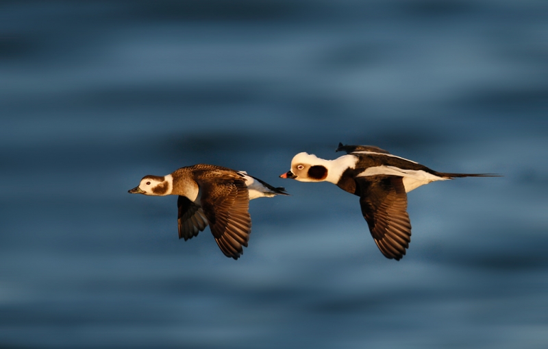 long-tailed-duck-pair-in-flight-bkgr-repair-_q8r0772-barnegat-jetty-nj