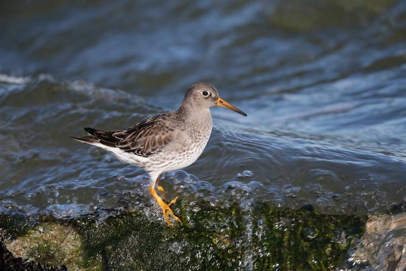 purple-sandpiper-_q8r4851-barnegat-jetty-nj