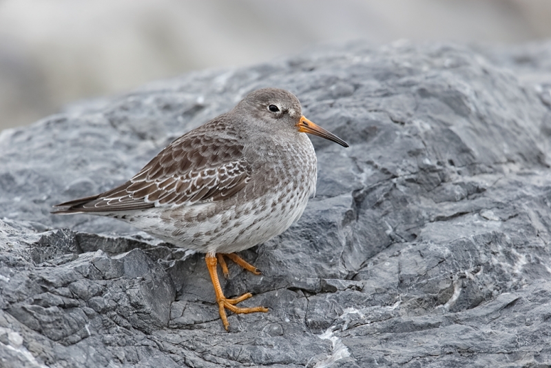 purple-sandpiper-resting-on-rock-_09u9630-barnegat-jetty-nj